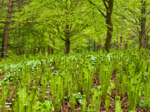 Europe, Germany, Hesse, Marburg, botanical garden of the Philipps University, spring forest Europe, Germany, Hesse, Marburg, botanical garden of the Philipps University, spring forest